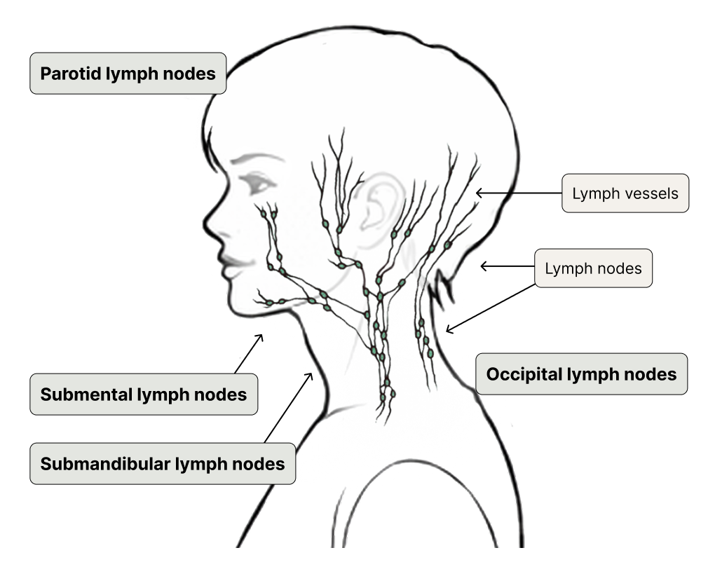 Anatomy of the lymphatic system in the head and neck, labelling the parotid, submental, occipital and submandibular lymph nodes