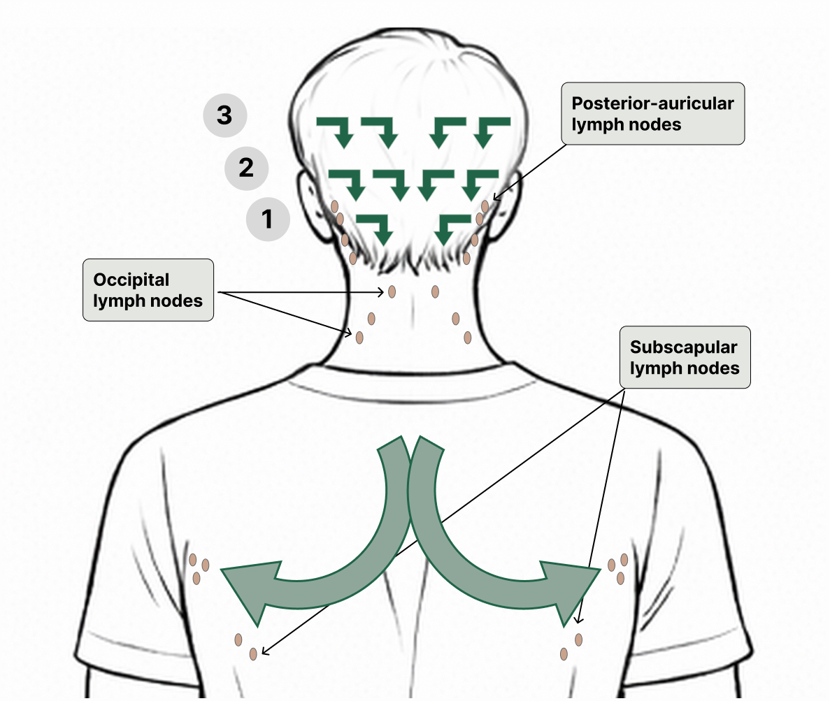 Rear view diagram showing numbered rows across the back of the head with arrows indicating downward stroke direction, and large arrows sweeping from the shoulder blades outward toward the underarm lymph nodes